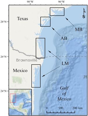 Movements of Juvenile Green Turtles (Chelonia mydas) in the Nearshore Waters of the Northwestern Gulf of Mexico